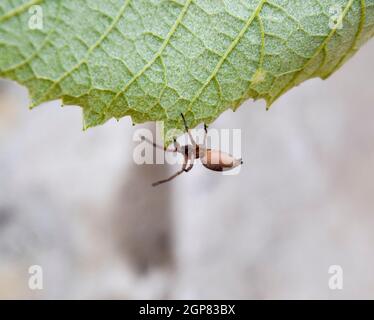 Mizgir. Spider tarantula. Araneomorphic spider Spider the wolf Stock Photo