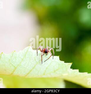 Mizgir. Spider tarantula. Araneomorphic spider Spider the wolf Stock Photo