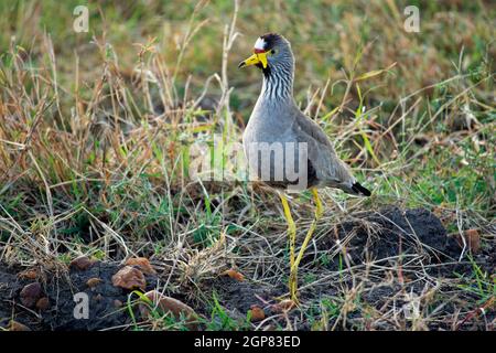African wattled lapwing - Vanellus senegallus also Senegal wattled plover, large grey brown wading bird in family Charadriidae, resident breeder in su Stock Photo