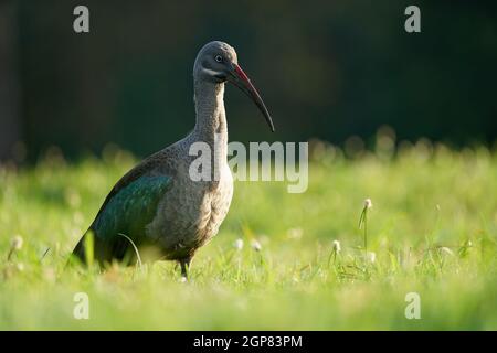 Hadada Ibis - Bostrychia hagedash also hadeda, water bird native to Sub-Saharan Africa, large grey brown species of ibis, narrow long beak, wading afr Stock Photo