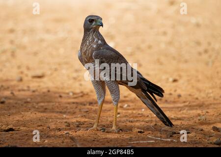 Dark Chanting-goshawk - Melierax metabates grey bird of prey in Accipitridae, found across sub-Saharan Africa and southern Arabia, standing on the des Stock Photo