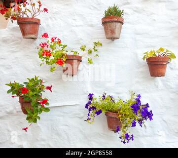 Terracotta vases with colorful flowers hanging on white wall. Stock Photo