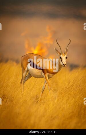Springbok walking through grass with flames behind Stock Photo - Alamy