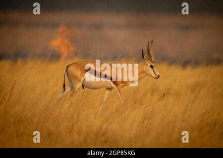 Springbok walks in grass with flames behind Stock Photo - Alamy