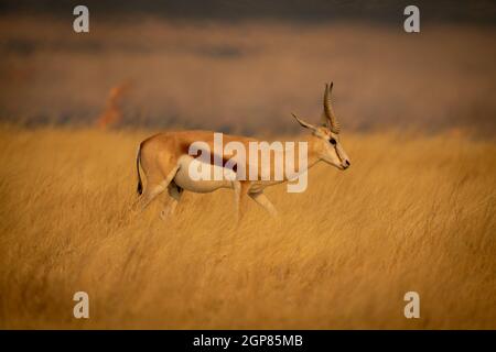 Springbok walks through grass with flames behind Stock Photo - Alamy