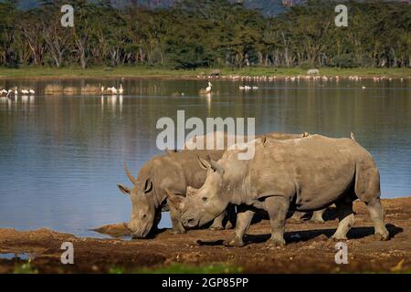 Southern White Rhinoceros or square-lipped rhinoceros - Ceratotherium simum simum, in Lake Nakuru National Park in Kenya, pair of horned rhino feeding Stock Photo