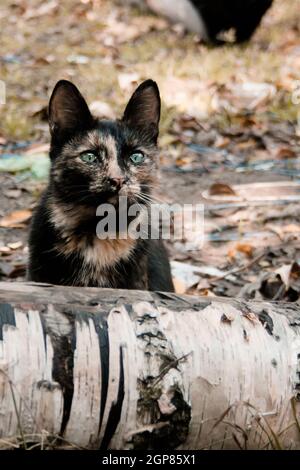 Stray puzzled domestic tortoiseshell black red brown cat looks from behing fallen birch log in autumn outdoors, vertical photo Stock Photo