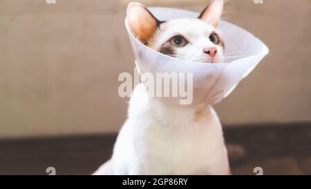 Cat with collar, cat after surgery, pain in cats, painful pets, Collar Cone Translucent Recovery Plastic Protective Collar Anti-Bite Lick Wound Healin Stock Photo
