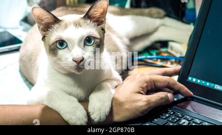 Cute cat dozing on man's hand. Furry pet cuddling up to it's owner and getting in the way of his work. Freelance job. Man is at the computer keyboard. Stock Photo
