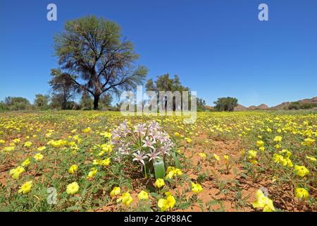 Scenic landscape with yellow flowers of Tribulus zeyheri, southern Namibia Stock Photo