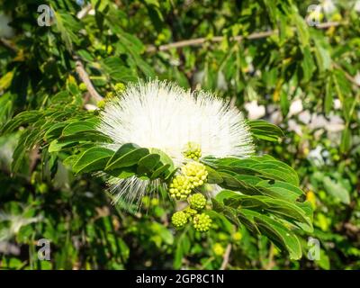 Powder puff tree (Calliandra haematocephala) is a species of flowering plants of the genus Calliandra in the family Fabaceae. Stock Photo