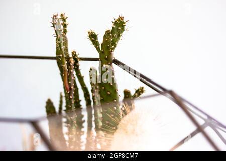 Growing prickly pear cactus in glass pot florarium. Desert garden plants close up. Plants of the New World, South, North America. Place for text on wh Stock Photo