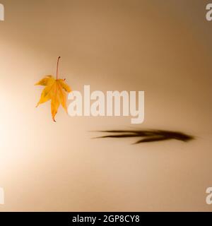 Fallen autumn leaf floating in air, casting shadow on trendy beige background. Gradient colors. Minimal abstract fall and season specific concept. Stock Photo
