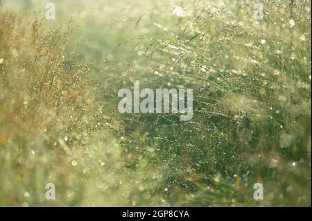 Dew drops on wild grass closeup Stock Photo