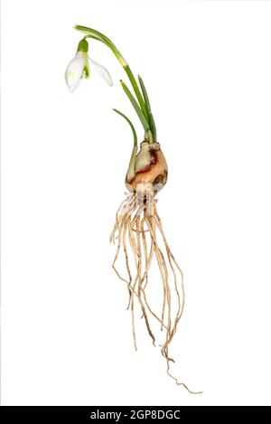 Complete single snowdrop with flower, leaves, roots and onion isolated on white Stock Photo