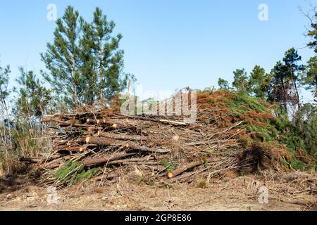 Deforestation in rural areas of the forest with trunks lying on the ground. Stock Photo