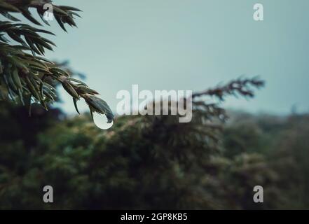 Closeup of dew raindrops hang on coniferous bush branches. Water drop dripping off a fir needle. Rainy spring day in the evergreen forest. Cold misty Stock Photo