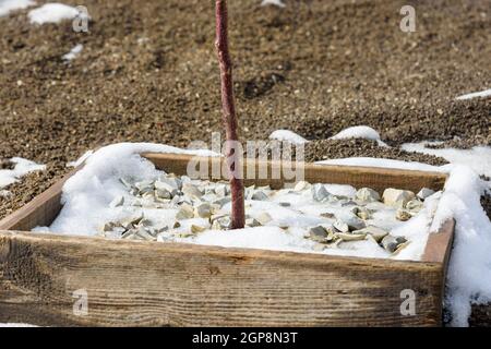 Remnants of melting snow on a wooden hole covered with decorative fine gravel for a fruit tree seedling Stock Photo