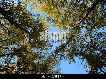 View from the bottom up in a forest of silver poplars. Background of the sky and trees. Autumn in the forest Stock Photo