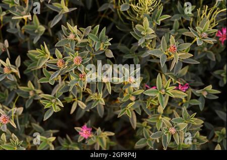 Pink shamrock covered with dew drops in summer sunrise above Stock Photo