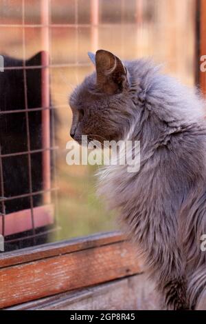 Grey smoky fluffy cat in profile next to window and its reflection, outdoors, vertical photo Stock Photo