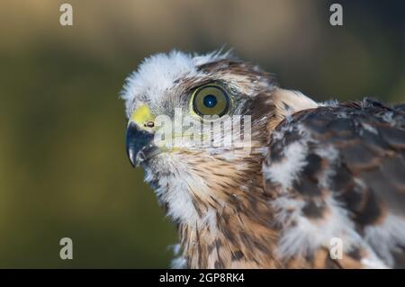 Chick of Eurasian sparrowhawk Accipiter nisus granti. The Nublo Rural Park. Tejeda. Gran Canaria. Canary Islands. Spain. Stock Photo