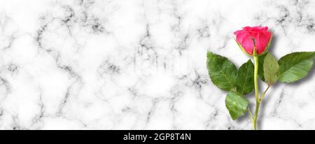 Single close up red rose on abstract marble background. Beautiful one flower over white grey background Stock Photo