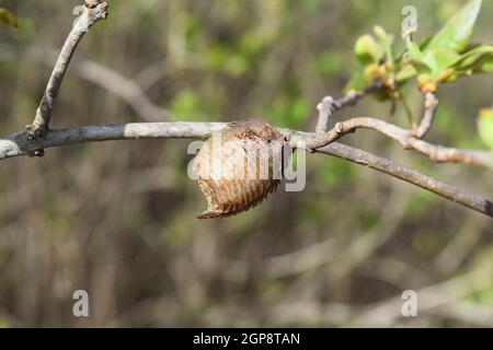 Ootheca hierodula transcaucasica on a branch. Pending the winter mantis eggs in a dense cocoon. Stock Photo