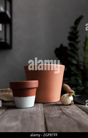 Ceramic pots on an old gray wooden table, tulip bulbs. High quality photo Stock Photo