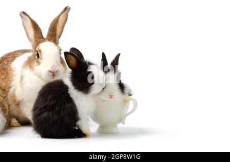 Adorable mother with two baby rabbits isolated on white background. One black and white bunny sitting in white coffee cup. Pet animal family concept. Stock Photo