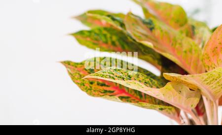 colorful  leaves . Red Ginger leaves or Alpinia purpurata leaf on white background Stock Photo