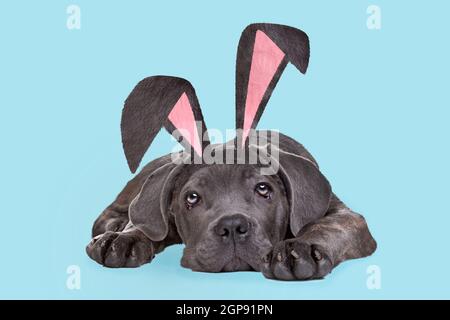 A cane corso puppy dog with bunny ears in front of a white background Stock Photo