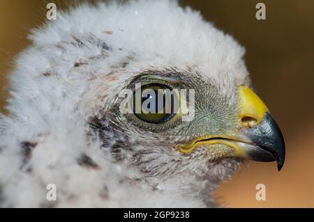 Chick of Eurasian sparrowhawk Accipiter nisus granti. The Nublo Rural Park. Tejeda. Gran Canaria. Canary Islands. Spain. Stock Photo