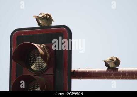 Eurasian collared doves Streptopelia decaocto resting on a traffic light. Aguimes. Gran Canaria. Canary Islands. Spain. Stock Photo