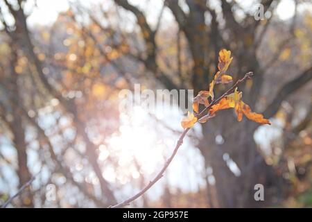 dry oaken leaves on branch in autumn. Autumn come in forest. Autumn yellow leaves on oak tree. Autumnal sun rays Stock Photo