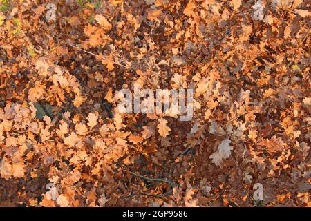 dry oaken leaves on branch in autumn. Autumn come in forest. Autumn yellow leaves on oak tree Stock Photo