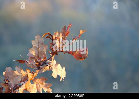 dry oaken leaves on branch in autumn. Autumn come in forest. Autumn yellow leaves on oak tree close up Stock Photo