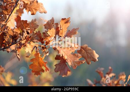 dry oaken leaves on branch in autumn. Autumn come in forest. Autumn yellow leaves on oak tree close up Stock Photo