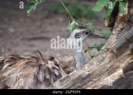 close up on the head of an ostrich Stock Photo