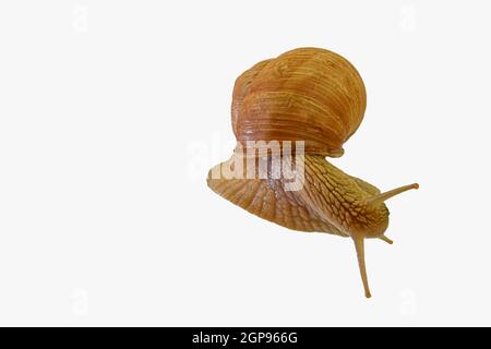 Snail isolated on white background, Helix pomatia, top view. Common Garden Snail isolated on a white background. Grape snail isolated on a white backg Stock Photo