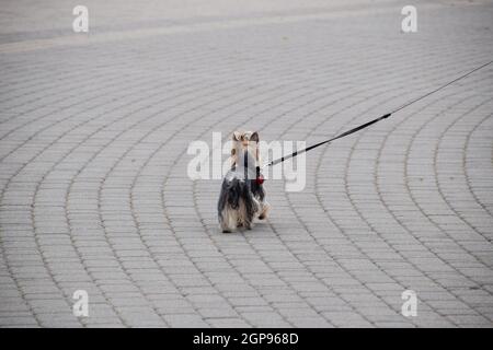 shaggy little dog on a leash is walking along the paving slabs. Stock Photo