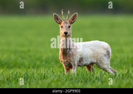 Albino roe deer, capreolus capreolus, buck staring into camera and standing in green grass on a field. Wild deer with white fur looking on meadow in s Stock Photo