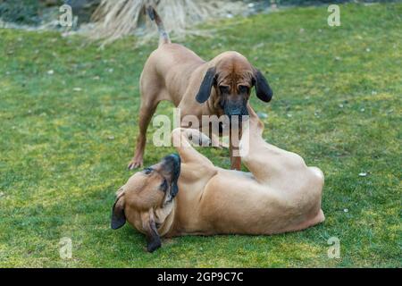 two young guardian dogs, female of Fila Brasileiro, Brazilian Mastiff, playing outdoor on green grass Stock Photo