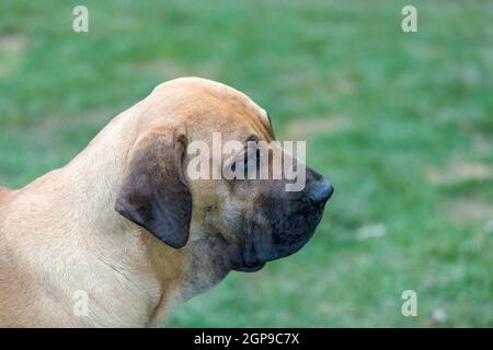 Female of guardian dog Fila Brasileiro, Brazilian Mastiff Stock