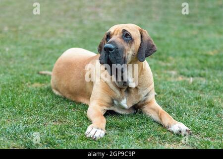big young guardian dogs, female of Fila Brasileiro, Brazilian Mastiff, outdoor on green grass Stock Photo