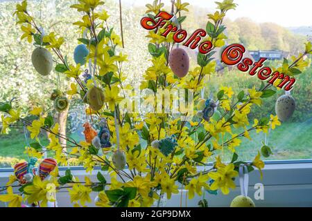 Colored Easter eggs standing on a forsythia bush in a vase in front of a window. Blur background