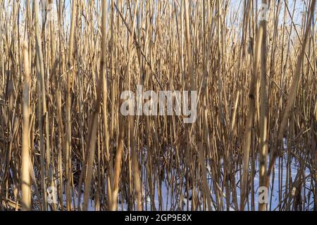 Dry reed stems (Phragmites australis) as background Stock Photo - Alamy