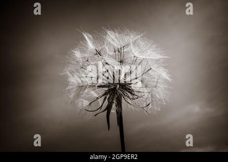 Dandelion flower silhouette over a blue sky. Close-up. Black and White Stock Photo