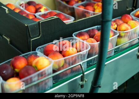 Peaches in plastic containers on packing conveyor belt Stock Photo