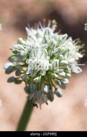 Vertical macro of onion scape flower cluster. Stock Photo